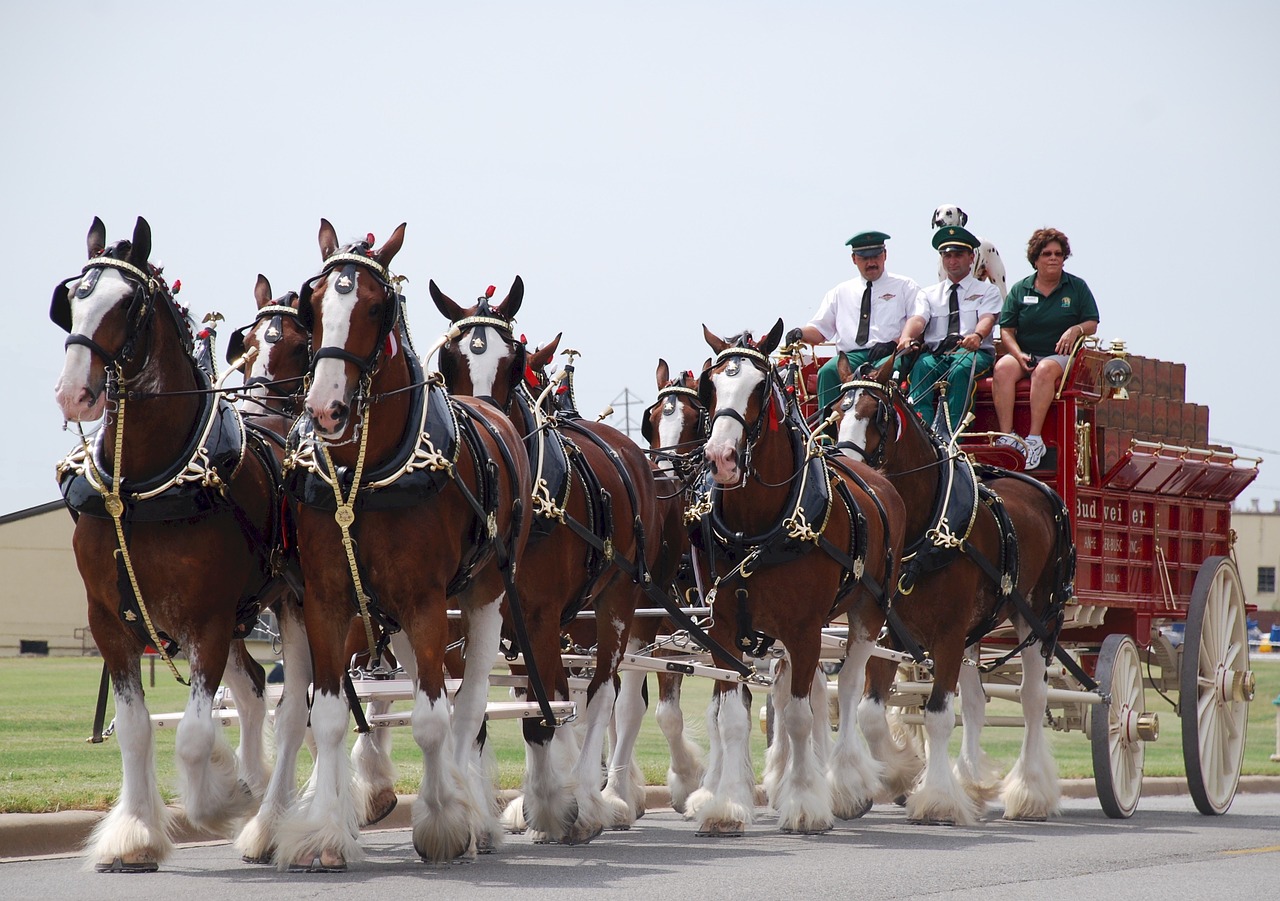 How the Budweiser Clydesdales get ready for Opening Day