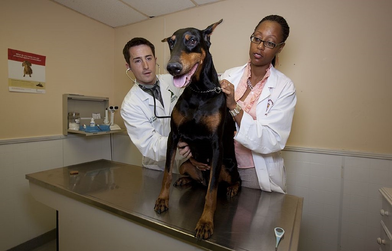 Veterinary Careers – Animal Career Expert